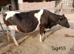 6 Friesian Cross Cows and Breeder Bull for Sale